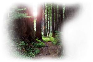 path_thru_the_redwoods1